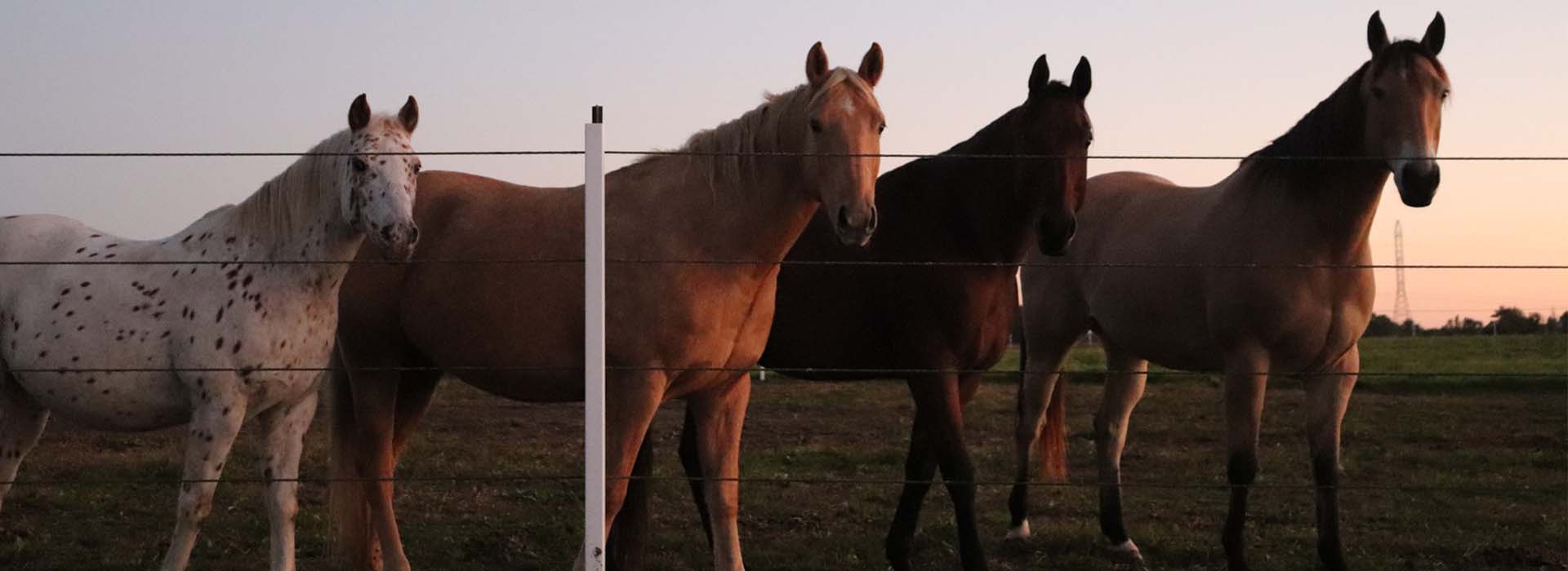 our yard image
